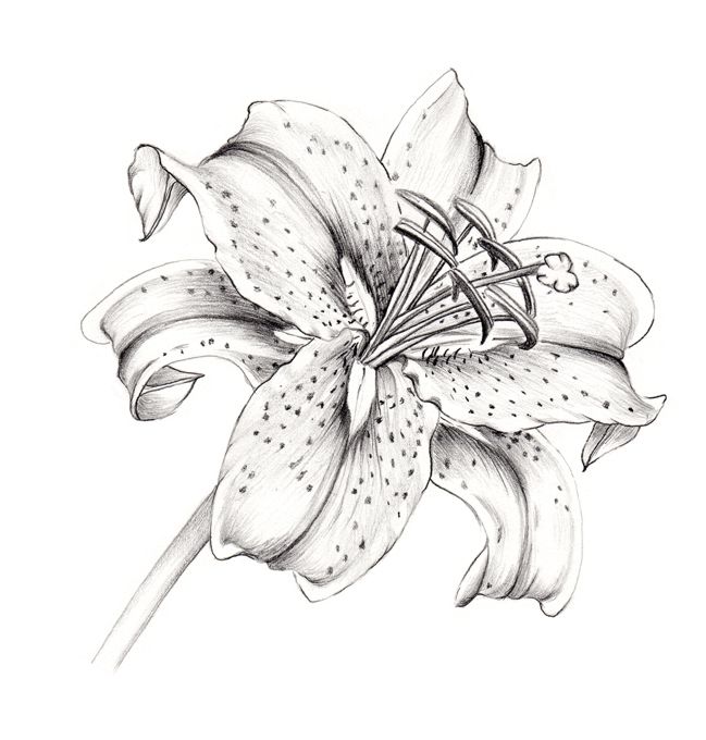 Stargazer Lily Drawing Sketch Coloring Page